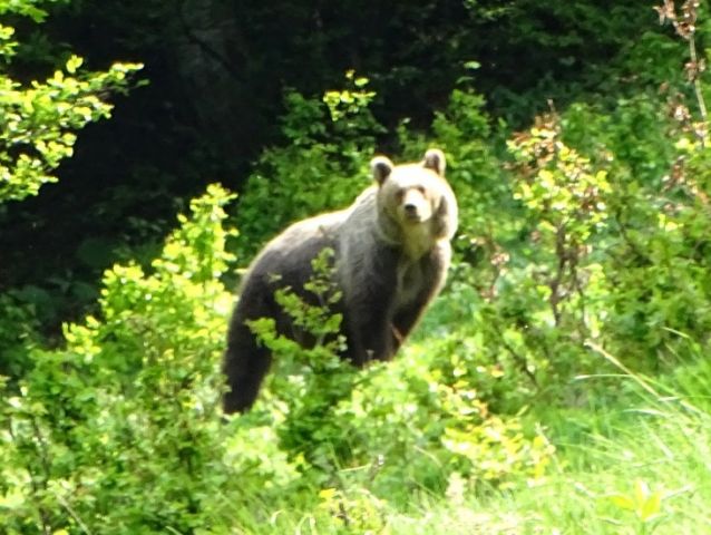 Bärenbeobachtungen in Frühsommer 2015