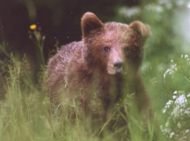 Meine Erklärung zu den Bärenunfällen in der Slowakei