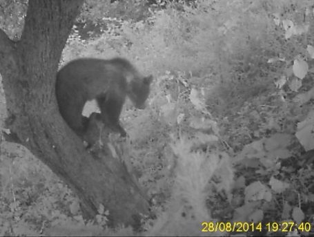 Bären und andere Tiere an wildem Apfelbaum