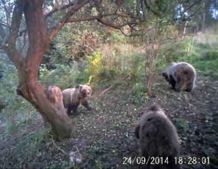 Weitere Verlauf am Apfelbaum am Rande des NP Mala Fatra