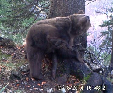Wenn es einen Bären juckt :-) einmaliges Verhalten einen erwachsenen Bären und Aufnahmen aus dem Bärenmaul