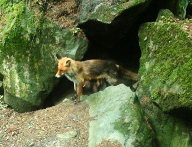 An der Fuchshöhle - spielende junge Füchse, stillende Fuchsfehe
