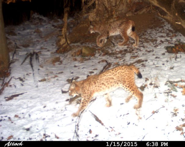 Schnee und Wildtiere sind in Bereitschaft (Luchse, Wölfe und Weisrückenspecht)