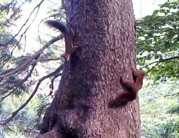 Eichhörnchen sind die schnellsten aber auch Bären können flott klettern