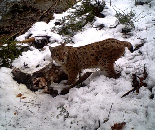 Einmalige Tagesaufnahmen vom Luchs K1 an der Beute und der Wanderluchs Lubo