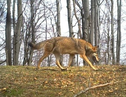 Interessierte Wölfe, Habichtskauz, ein zerkratzter Rehbock und...wandernde Luchse