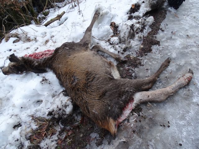 Luchs hat einen jungen Hirsch erbeutet, warum aber gerade diesen Hirsch?