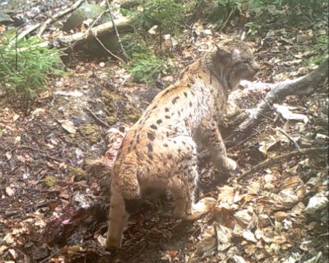 Luchs K1 an seiner Beute, er hat verletztes Auge und Kratzer im Stirnbereich, weiteren Videos beim besten Tageslicht. 