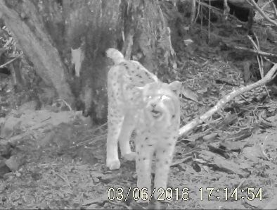 So hört sich ein Luchs an und ...noch was über Luchse