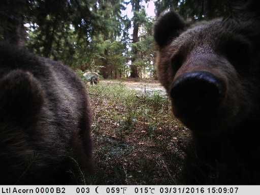 ...wenn die Bären eine Fotofalle bedienen :-) und was über Diebe im Wald
