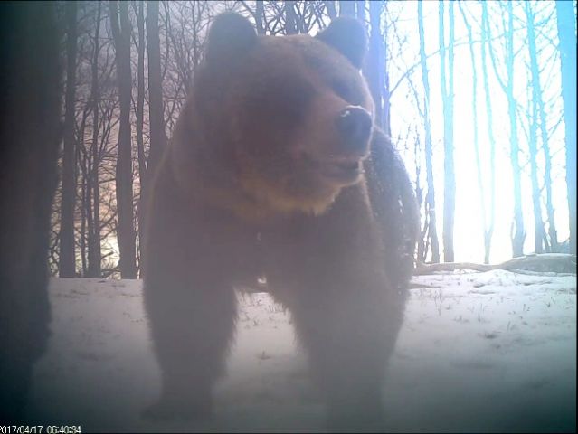 Bären wollten mit Fotofalle spielen :-) aber Wölfe waren sehr kooperativ