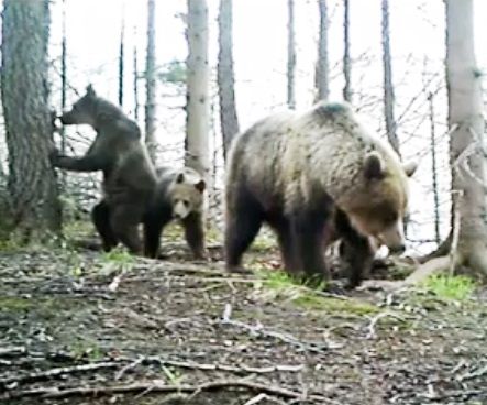 An einem wichtigen Korridor in der Mala Fatra