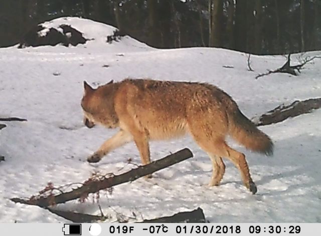 Wildnis in den Westkarpaten, Luchsriss und Wolfsaufnahme