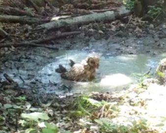 Badendes Rotwild, humpelnder Wolf und Bademeister Habichtskauz an einer Tiertränke.