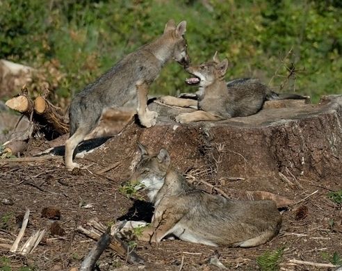 Wolfsnachwuchs in Javorniky Gebirge