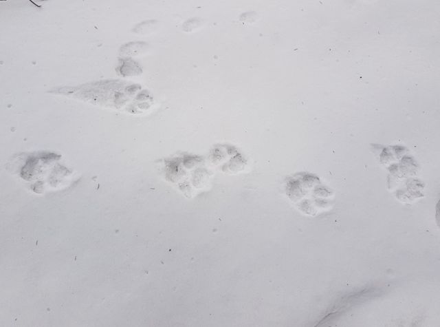 Die Luchsin Hermina mit ihren Nachwuchs vom 2019 und meine Begegnung mit Wölfe