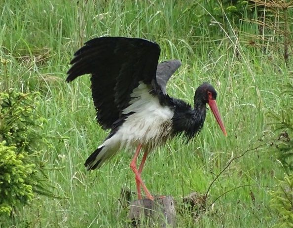 Vögel vor den Fotofallen