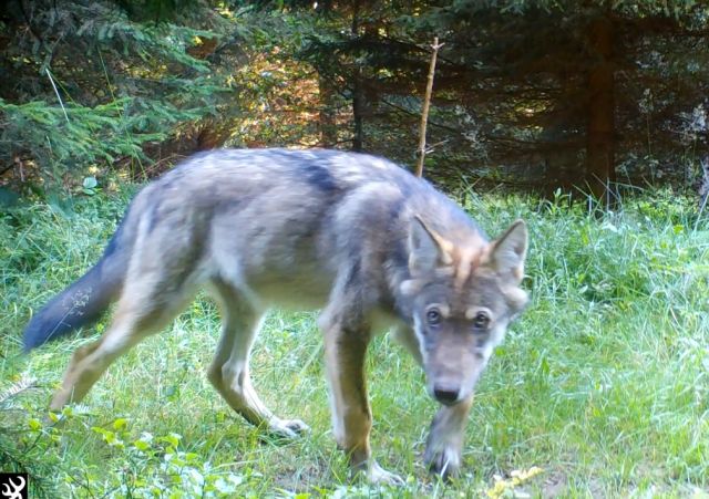 Wolfsrudel JAV 2020 aus den slowakischen West-Karpaten