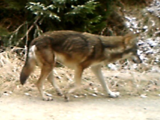 Ein verletzter Wolf