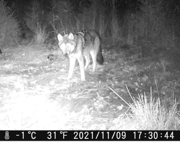 Einmaliges Spielverhalten eines Wolfswelpen vor einer Fotofalle und vieeele andere Wölfe