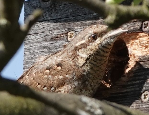 Wendehälse in unserem Garten