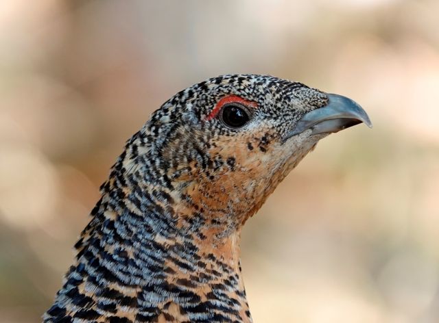  Auerhahn-Weibchen, Halsbandschnäpper, Dreizehenspecht... und ein Bär am Kadaver