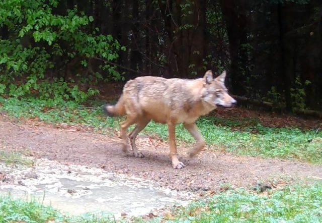 Auf den Wolfspfaden die zu der Wolfsbau führen