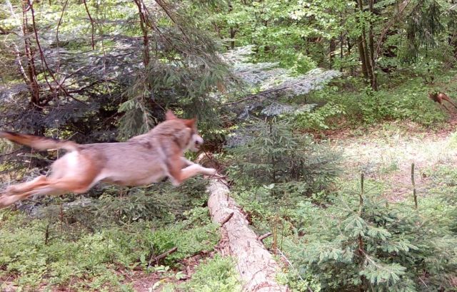 Mal jagt ein Wolf einen Rehbock, ein anderes mal wird er von einer Hirschkuh gejagt...