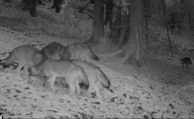 Bären und Wölfe im Winter
