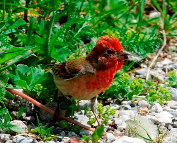 Ornithologische Highligts vom Frühsommer 2023