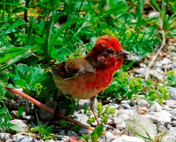 Ornithologische Highligts vom Frühsommer 2023