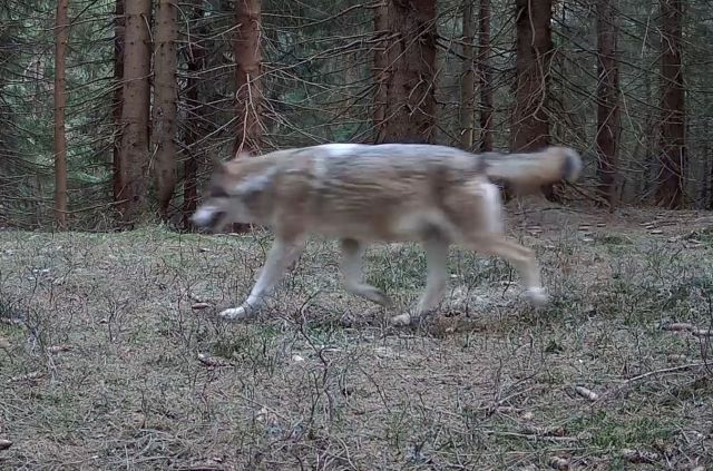 Aktuelle Wolfslage in der Slowakei 