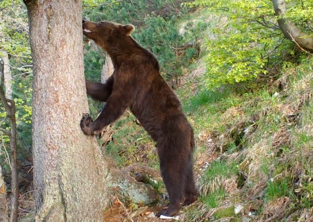 Bärigen Videos von dem Markierbaum in der Mala Fatra 