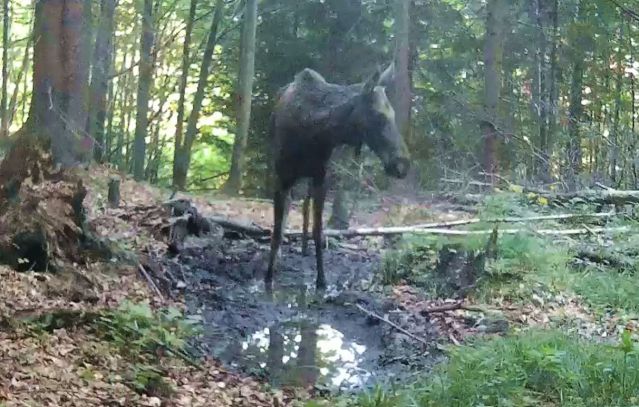 Der erste Elch in der Mala Fatra