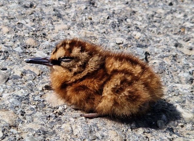 Ein ornithologischer Beitrag mit Habicht am Huhnkadaver, Sperlingskauz, Waldschnäpfe und Schwanzmeisen