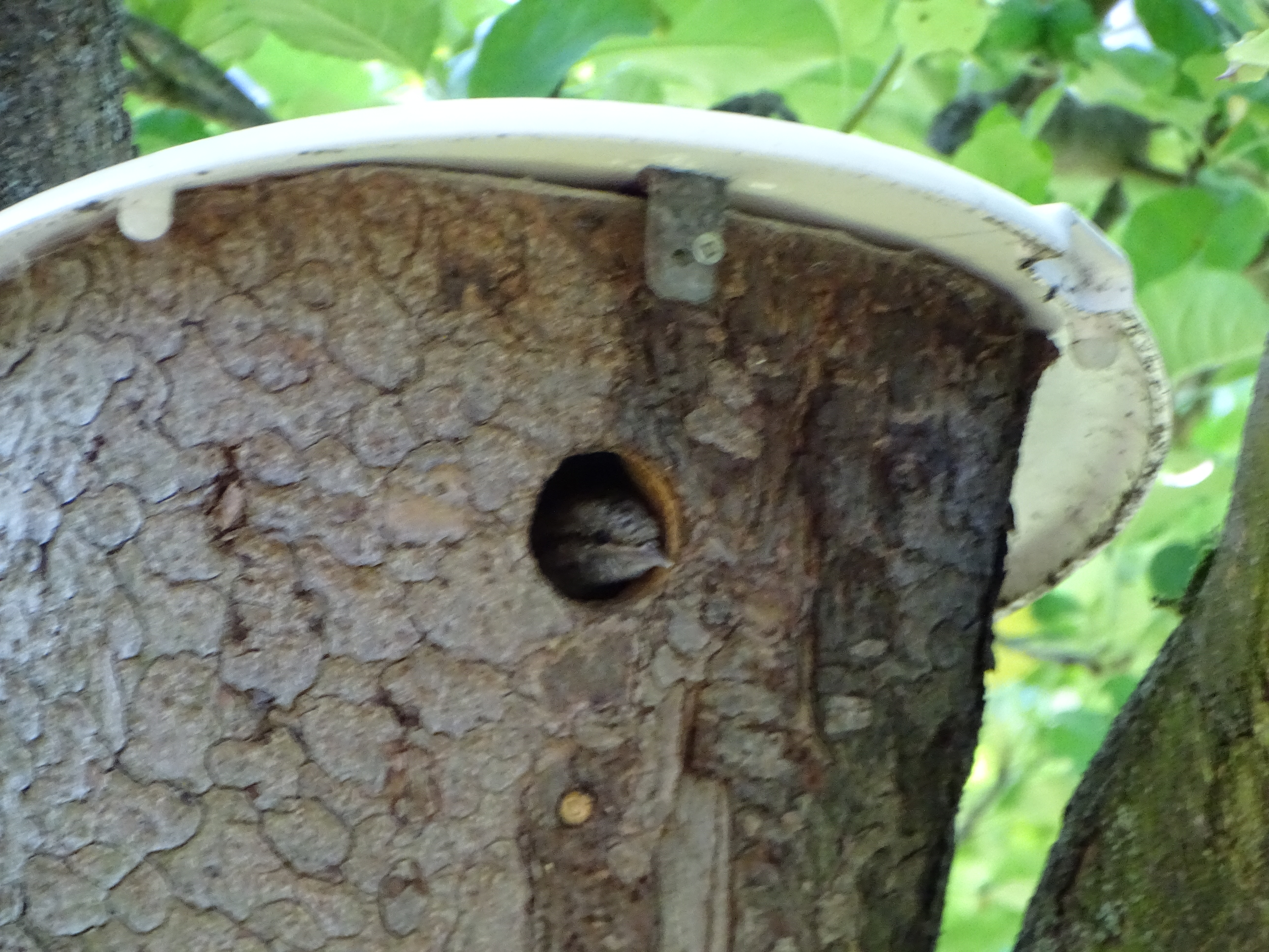 Wendehals im Anflugloch