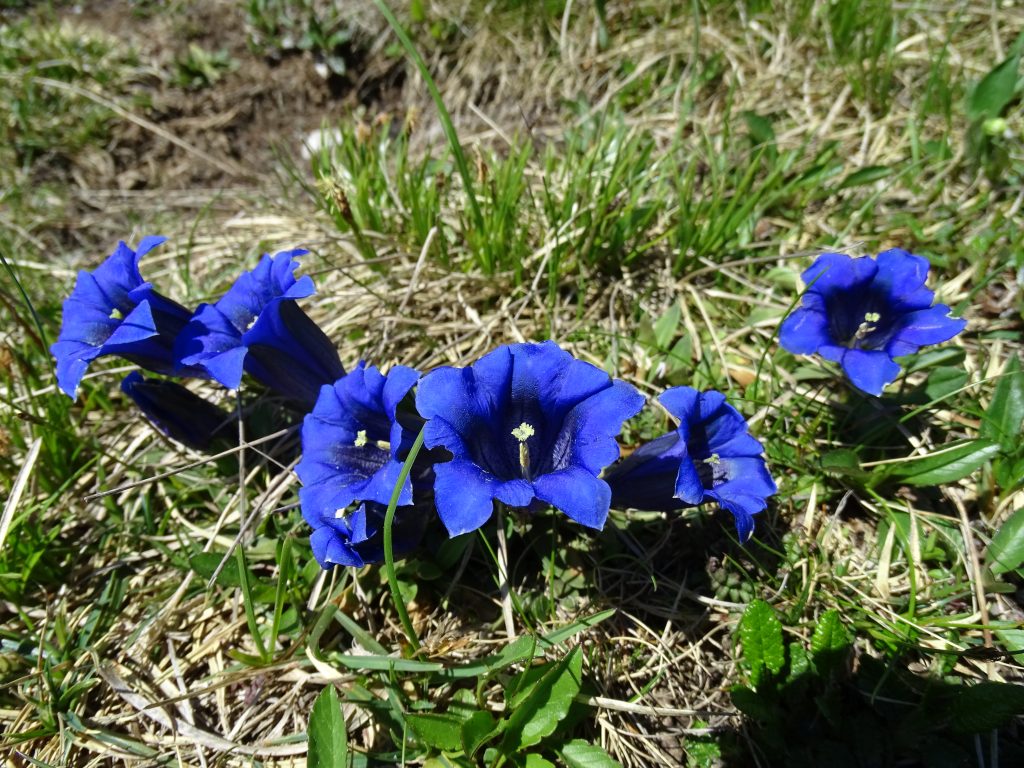 Tento obrázok nemá vyplnený ALT popisok, jeho názov je DSC05587-Echter-Enzian-Gentiana-clusii-1024x768.jpg