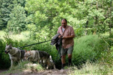 canis1-12di.jpg