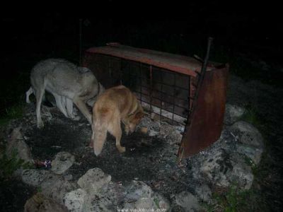 canis1-47do.jpg