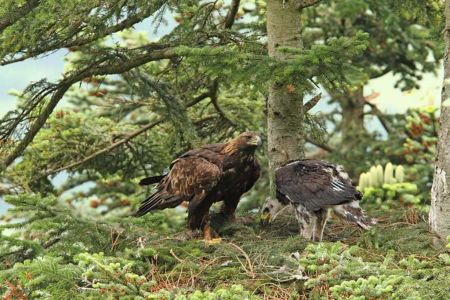 steinadler-am-horst.jpg