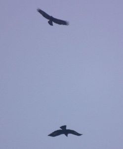dscf3037.jpg