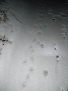 dscf3056.jpg