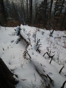dscf3116.jpg