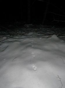 dscf3153.jpg