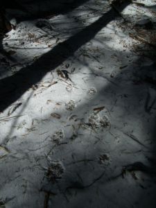 dscf3390.jpg