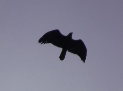 dscf6335.jpg