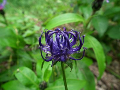 dscf6656.jpg