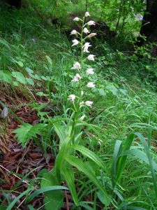 dscf6658.jpg