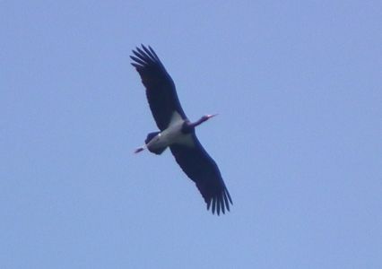 dscf6697.jpg
