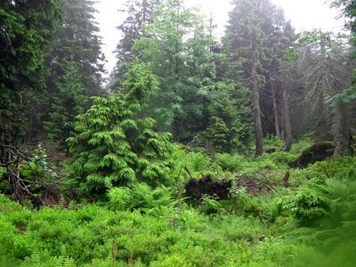 dscf7267.jpg